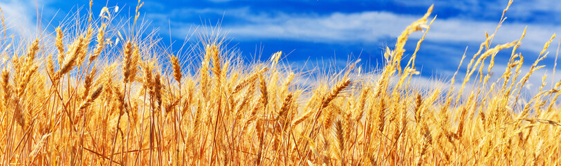 Obraz premium Wheat