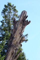 Trees, forest, green plants