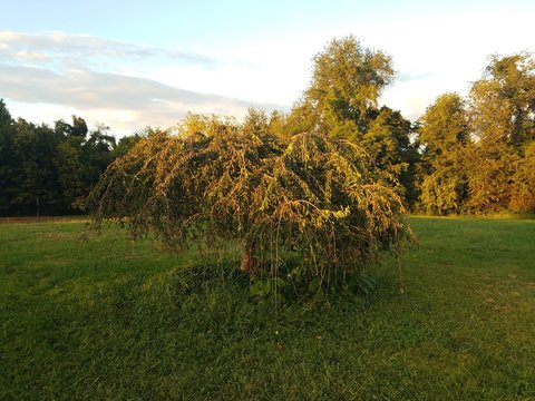 small weeping tree in a park at sunset