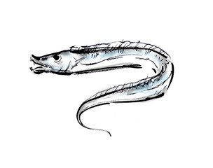 Obraz premium 太刀魚