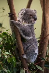 Fototapeta premium Koala