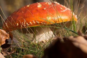 Fly agaric in the grass and foliage