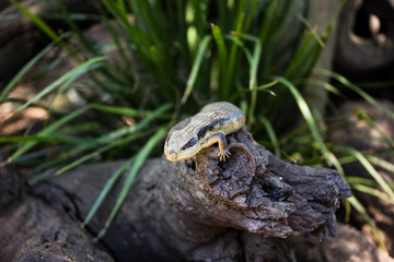 Lizard