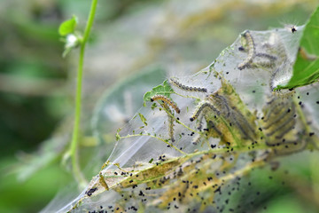 アメリカシロヒトリ