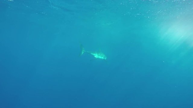 Great white shark in open ocean, underwater POV