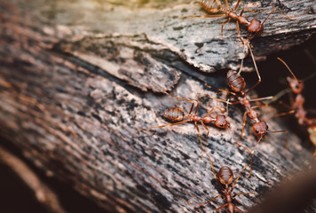These wild ants go out for food and are walking on the trees.