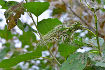 アメリカシロヒトリ