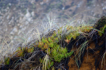 Ocean bay plants, 