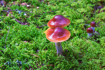 Brown Mushrooms growing in moss