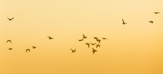 Geese Flock flying at sunrise in the sky