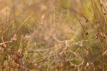 Dew on spider web in the grass