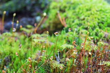 Closeup of Moss with dewdrops