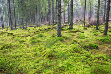 Spruce Forest landscape with moss on the ground