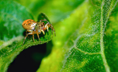 Jumping spiders have orange, beautiful black on green leaves.