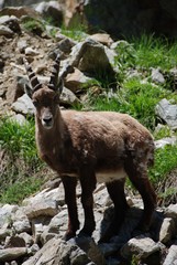 Stambecco alpino