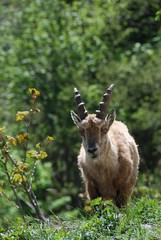 Stambecco alpino