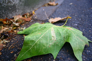 Autumn leaves 