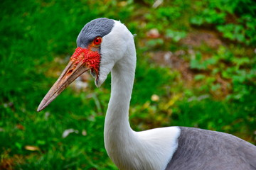 Stork in a nature, close up