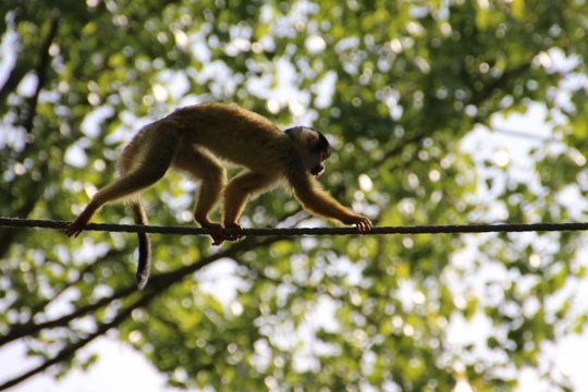 Affe im Gaia-Zoo in den Niederlanden