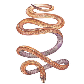 Set of hand drawn watercolor illustration with a snake. Element for design of invitations, movie posters, fabrics and other objects.