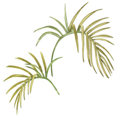 Watercolor isolated illustration of tropical leaves composition on a white background.