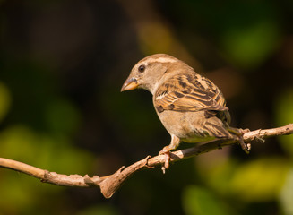 house sparrow on a tree branch