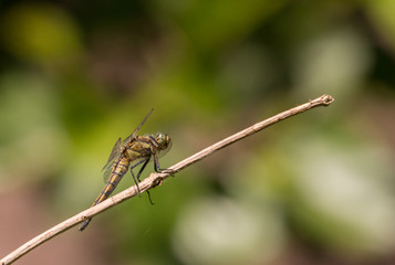 dragon fly on a branch
