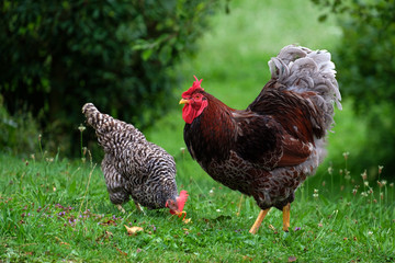 Hahn und Huhn
