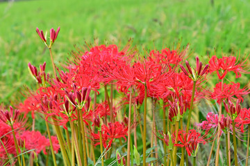 彼岸花