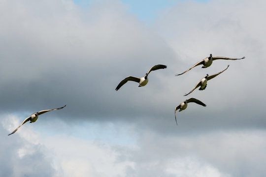 Canada Goose, Goose, Branta Canadensis