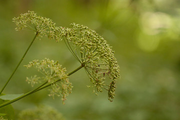 Green plants with seeds
