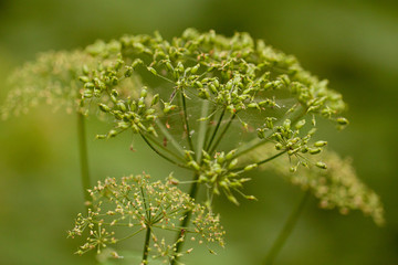 Green plants with seeds