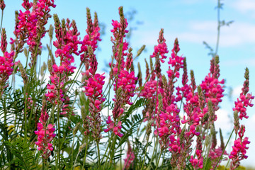 Obraz premium Sainfoin (Onobrychis viciifolia) against blue sky
