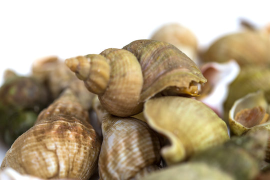Coquillages