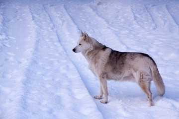 Husky im Winter mit Schnee