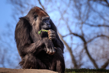 Gorilla Enjoying Breakfast