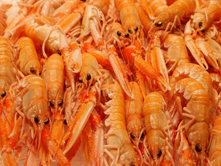 crawfish