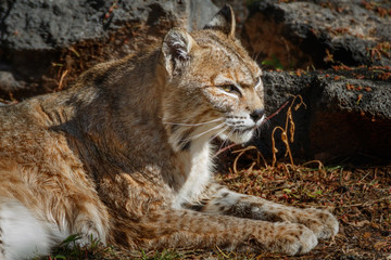 Bobcat