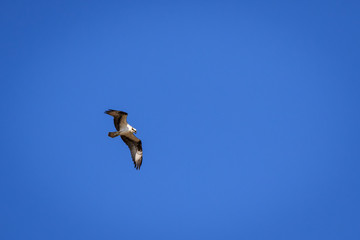 Osprey in Flight over a Lake.