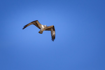 Osprey in Flight over a Lake