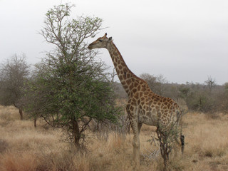 Naklejka na ściany i meble Giraffe in Afrika2