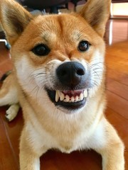 shiba dog