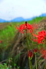 彼岸花