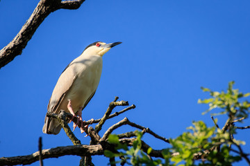 Night Heron in a Tree