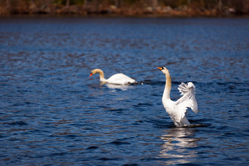 Mating pair of swans flapping wings 1