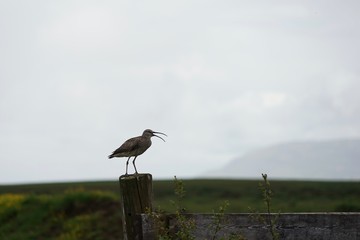 Fototapeta premium Bekassine (Gallinago gallinago) in isländischer grüner Landschaft