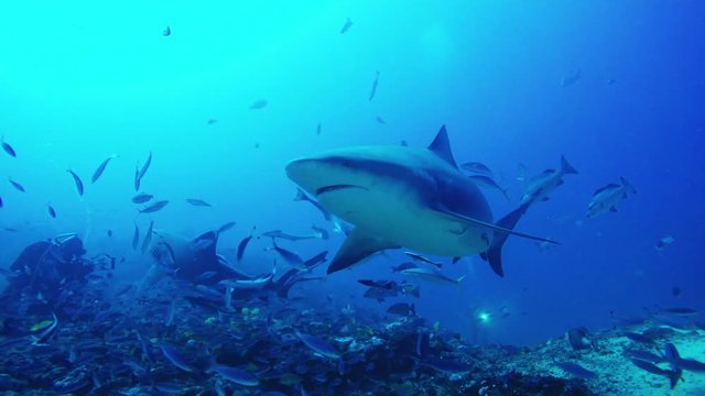 Shark swims by diver in Fiji, POV