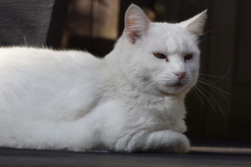 Animal pet cat in garden