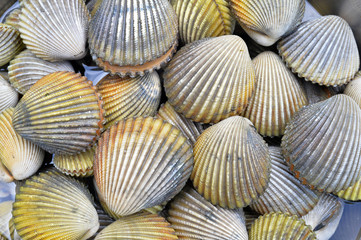 Cockles