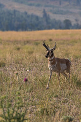 Pronghorn Antelope Buck in Wyoming